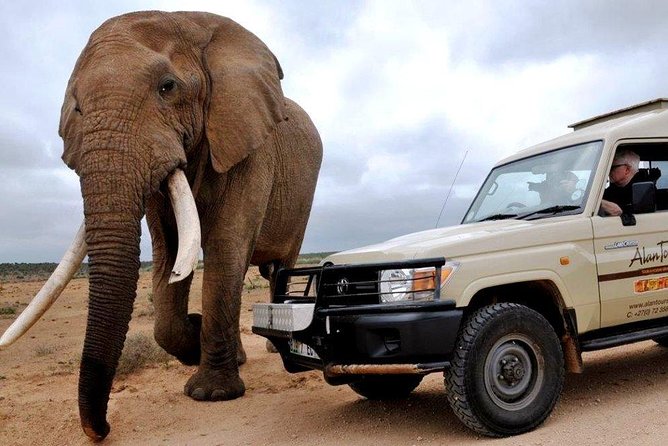 Addo Elephant National Park from Port Elizabeth - FD01 - A small vehicle makes a big difference