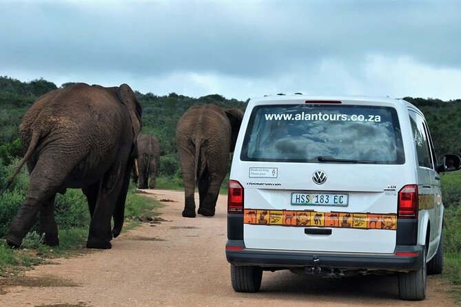 Addo Elephant National Park from Port Elizabeth - FD01 - What the Addo game drive is like