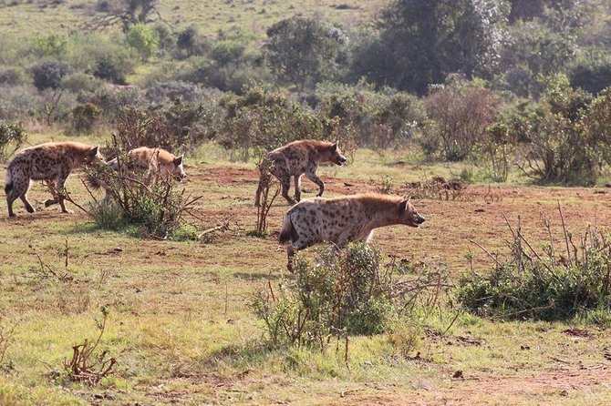 Addo Elephant National Park from Port Elizabeth - FD01 - Elephants, waterholes, and the luck factor