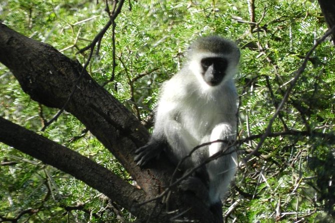 Addo Elephant National Park from Port Elizabeth - FD01 - Lunch, drinks, and the price of $155.29