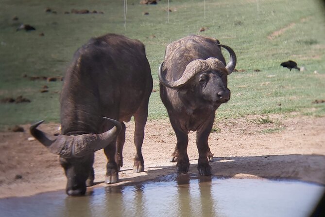 Addo Elephant National Park Full Day Safari - Why Addo works so well for a one-day safari
