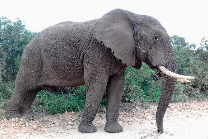 Addo Elephant National Park Full Day Safari - What you might see in a real national park