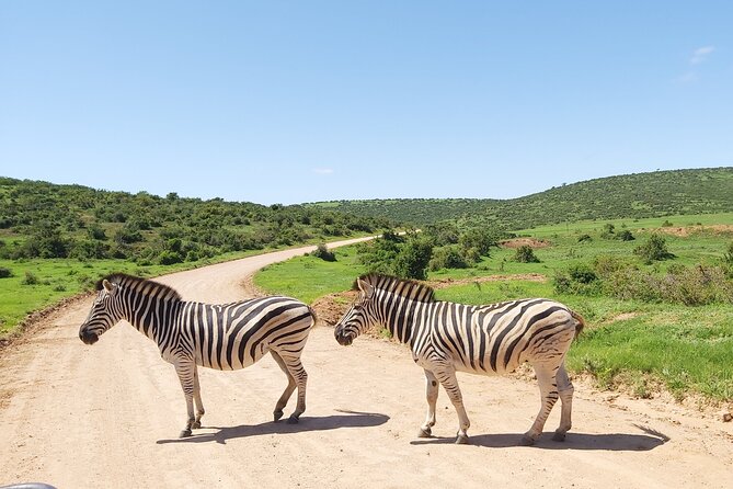Addo Elephant National Park Full Day Safari - The tea stop and the braai lunch