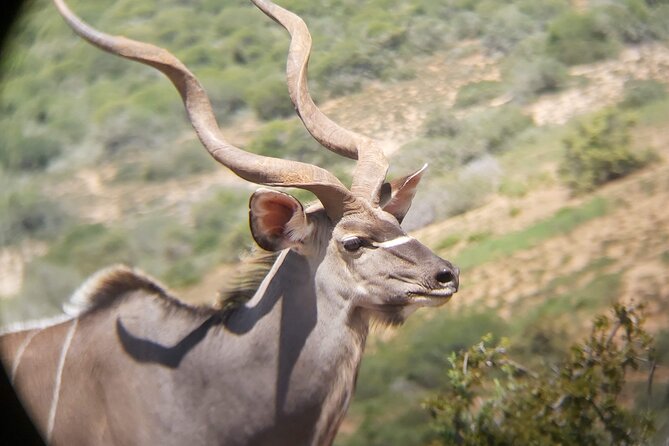 Addo Elephant National Park Full Day Safari - Is $169.66 a fair price?