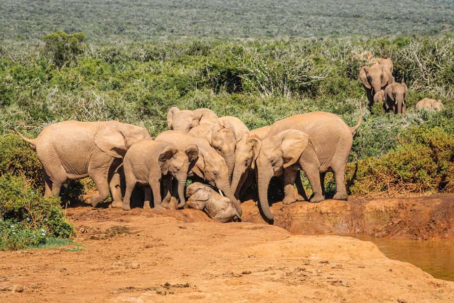 Addo Elephant National Park Full Day Safari with Braai Lunch - The pickup detail you should not ignore