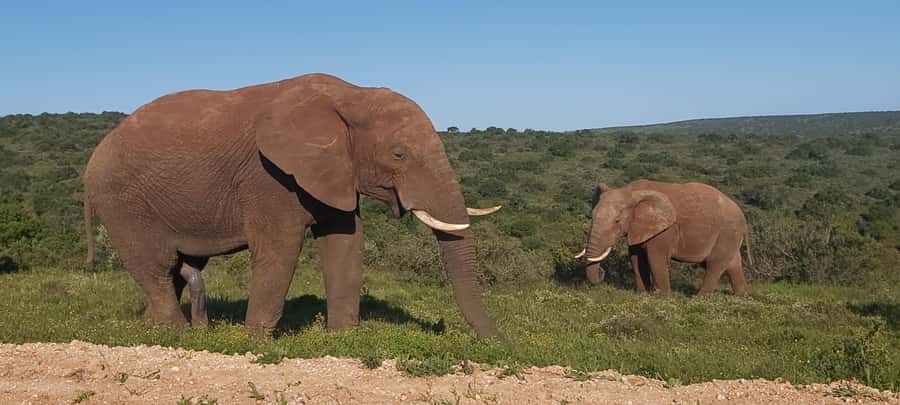 Addo Elephant National Park Full Day Safari with Braai Lunch - Starting from Port Elizabeth and the South Gate
