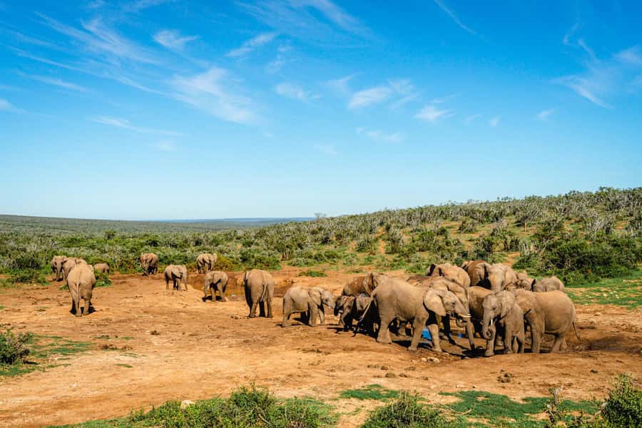 Addo Elephant National Park Full Day Safari with Braai Lunch - Coffee, rusks, and a coastal viewpoint
