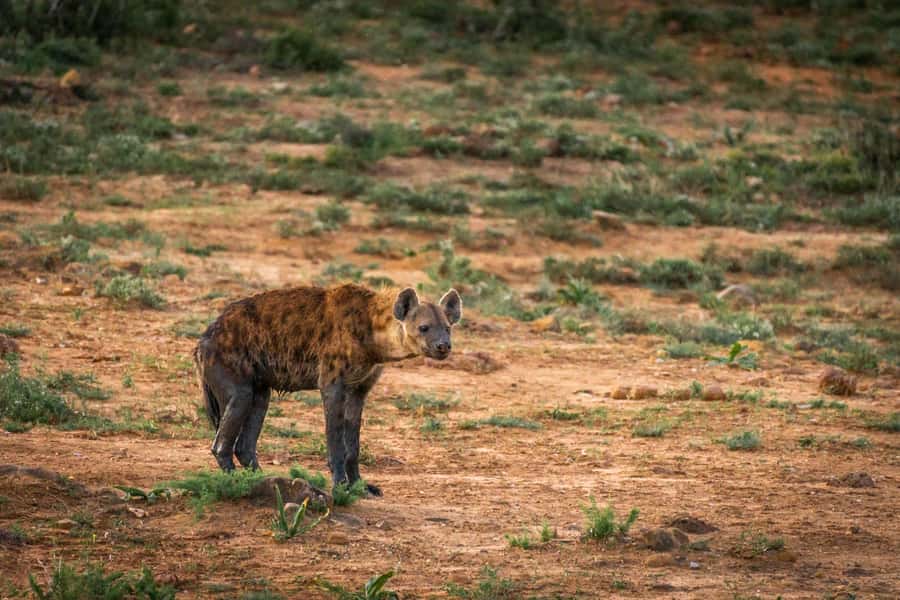Addo Elephant National Park Full Day Safari with Braai Lunch - A proper braai lunch over an open fire