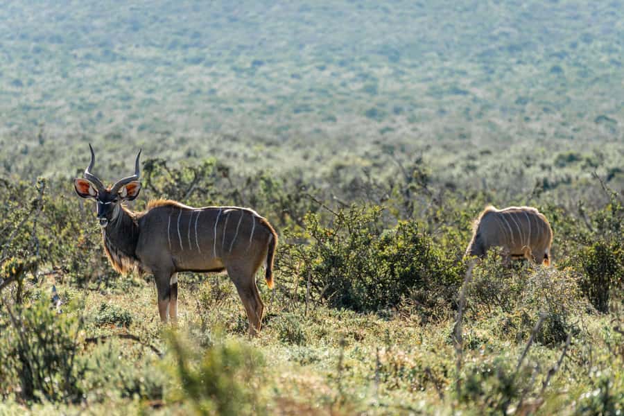 Addo Elephant National Park Full Day Safari with Braai Lunch - Afternoon waterholes and the golden-hour return