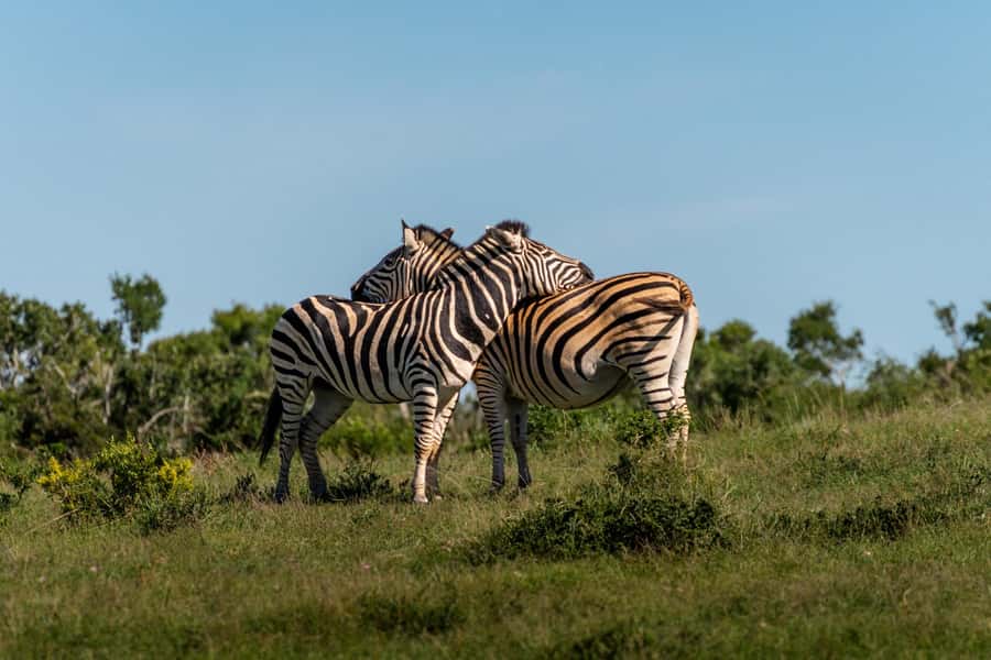 Addo Elephant National Park Full Day Safari with Braai Lunch - How the group size changes the experience