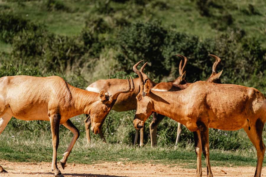 Addo Elephant National Park Full Day Safari with Braai Lunch - What the $208 price covers