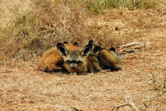 Addo Elephant National Park Full Day Safari - The 7:30 a.m. start from Port Elizabeth