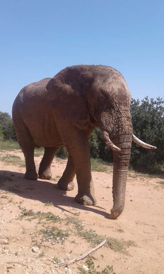 Addo Elephant National Park Game Drive Day Tour With Lunch - Key points to know before booking