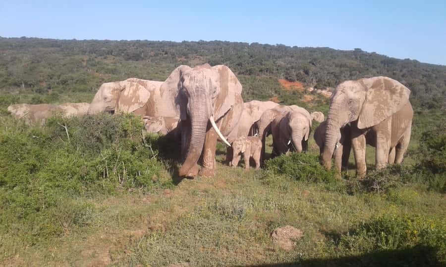 Addo Elephant National Park Game Drive Day Tour With Lunch - Entering Addo from Port Elizabeth or nearby towns