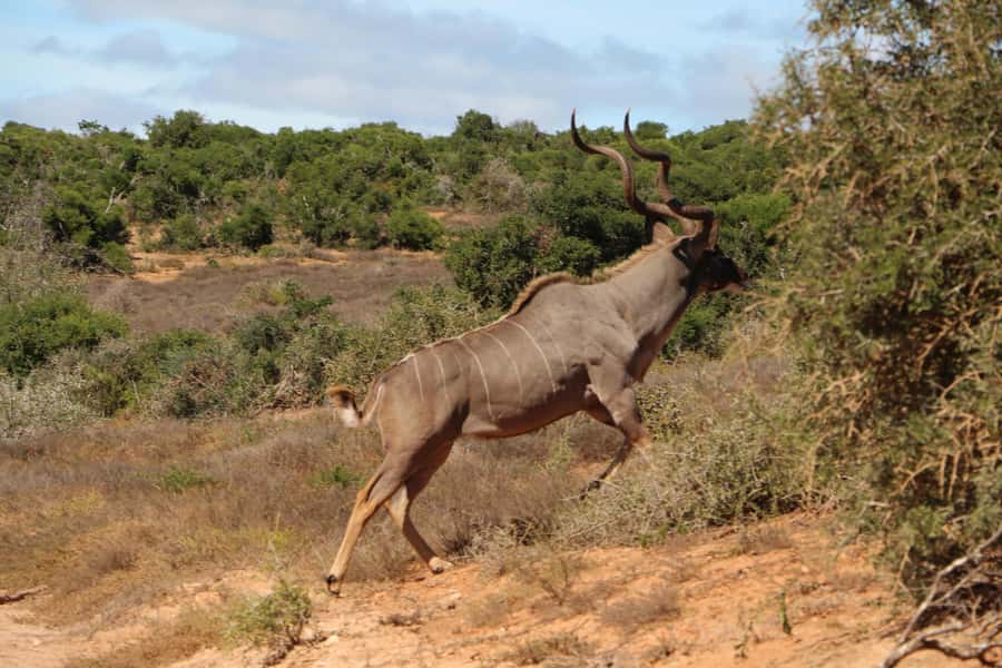 Addo Elephant National Park Game Drive Day Tour With Lunch - A South African braai for lunch