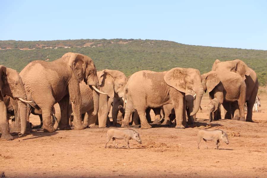 Addo Elephant National Park Game Drive Day Tour With Lunch - What $236 per person really buys
