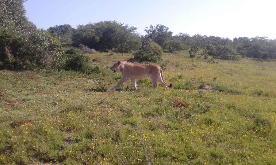 Addo Elephant National Park Game Drive Day Tour With Lunch - Booking details worth knowing