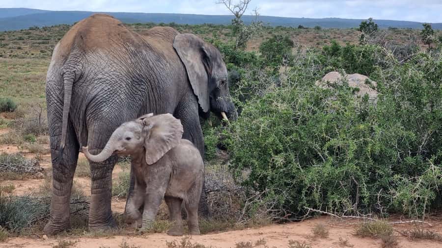 Addo Elephant National Park Game Drive Day Tour With Lunch - Why Addo works so well for a first safari