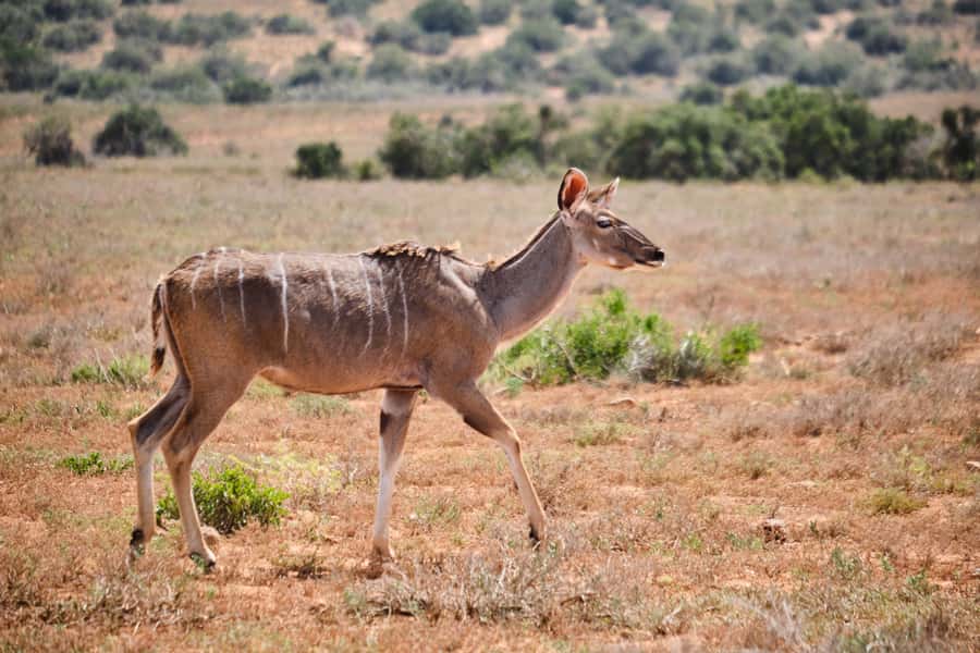 Addo Elephant National Park: Guided Half-Day Safari - Elephant sightings, zebras, and the animals you may miss