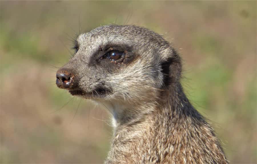 Addo Elephant National Park: Guided Half-Day Safari - Gibson and the human side of the experience