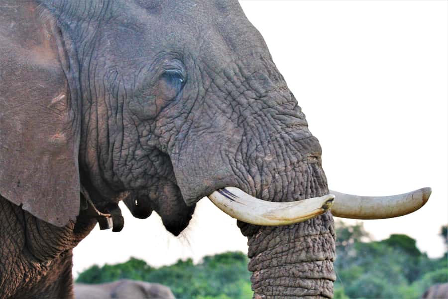 Addo Elephant National Park: Guided Half-Day Safari - Morning versus afternoon: choose with care