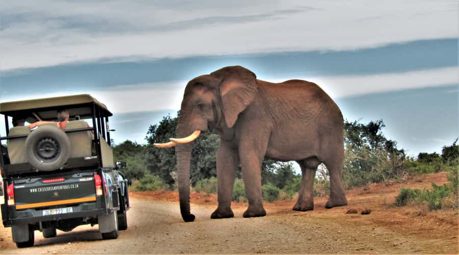 Addo Elephant National Park: Guided Half-Day Safari - Who should book this Addo safari?