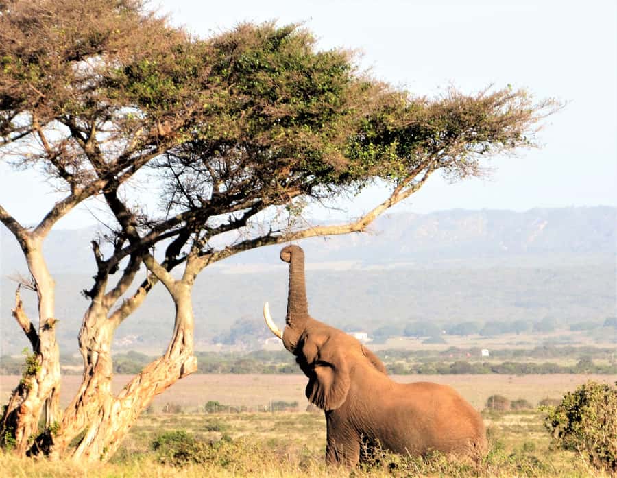 Addo Elephant National Park: Guided Half-Day Safari - Booking details that matter
