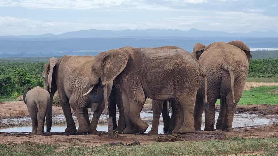 Addo Elephant Park and Giraffe Walk Full Day Safari - Key points at a glance