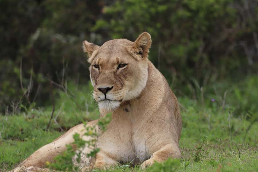 Addo Elephant Park and Giraffe Walk Full Day Safari - Six hours inside Addo Elephant National Park