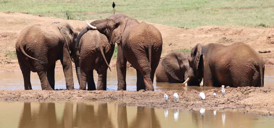Addo Elephant Park and Giraffe Walk Full Day Safari - Why the guide makes a difference