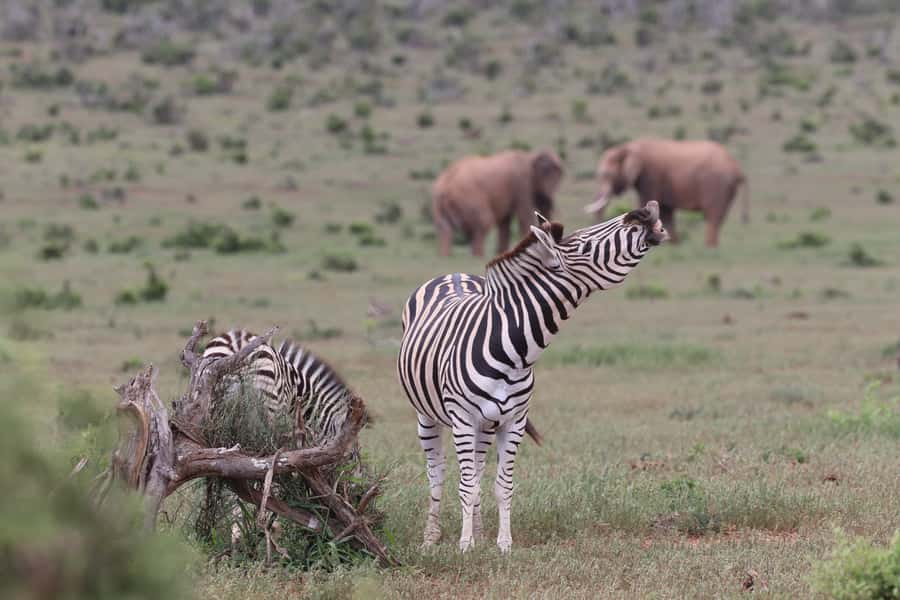 Addo Elephant Park and Giraffe Walk Full Day Safari - A braai lunch with the park as your dining room