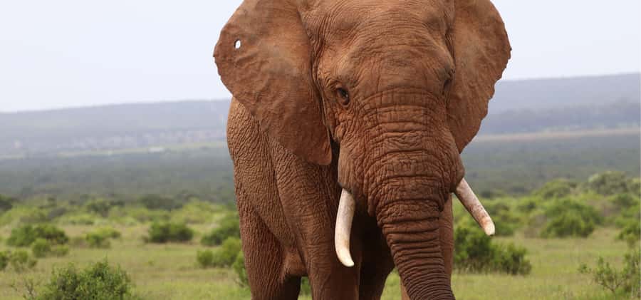 Addo Elephant Park and Giraffe Walk Full Day Safari - Vehicle comfort, photographs, and group expectations