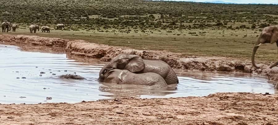 Addo Elephant Park:Safari Tour meet Big 5 to be satisfied - Addo Safari Highlights at a Glance
