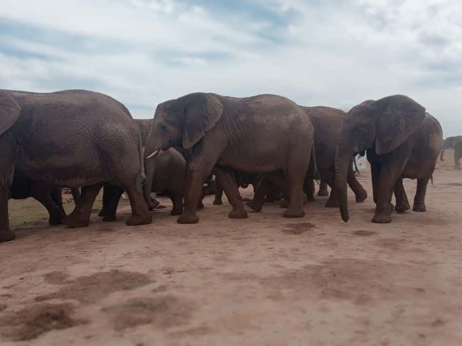 Addo Elephant Park:Safari Tour meet Big 5 to be satisfied - What You May See on the Drive