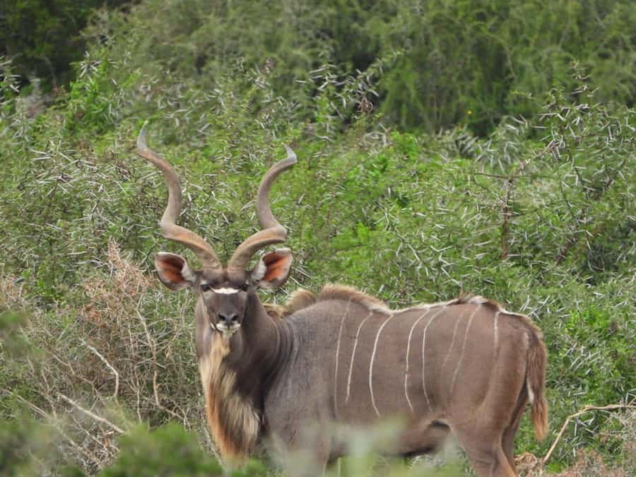 Addo Elephant Park:Safari Tour meet Big 5 to be satisfied - The Bus Versus an Open Safari Vehicle