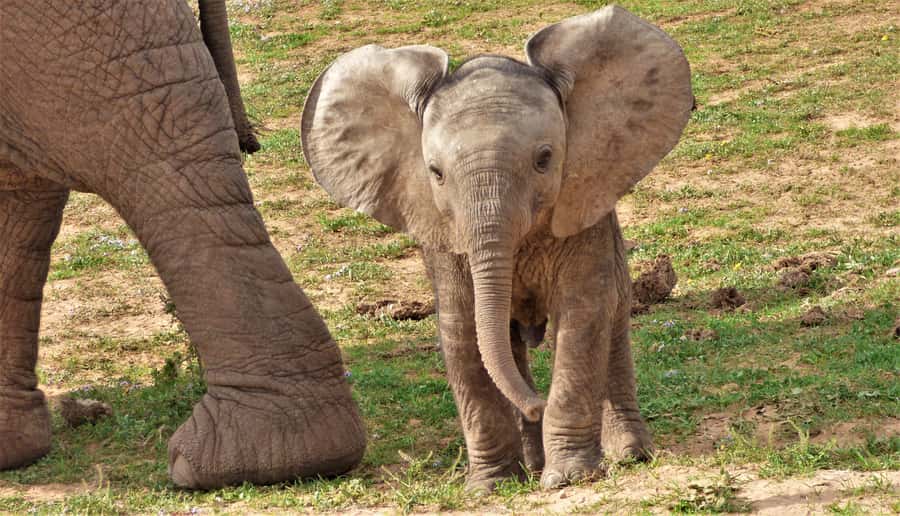 Addo National Park: Guided Half-Day Safari - Key points to know before booking