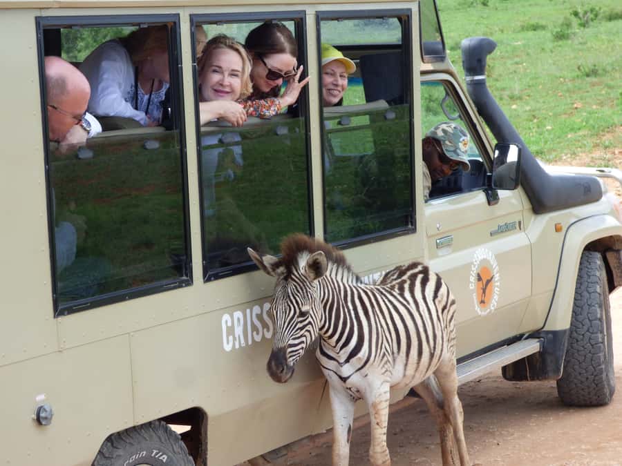 Addo National Park: Guided Half-Day Safari - Why Addo works so well for a half-day safari