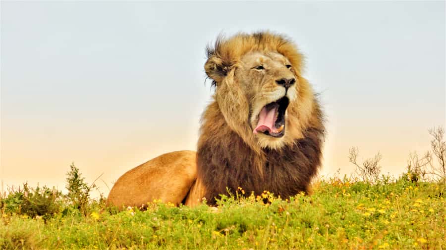Addo National Park: Guided Half-Day Safari - The Toyota Land Cruiser viewing setup