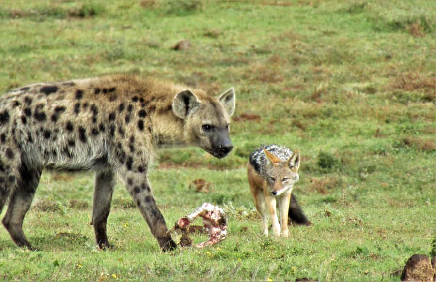 Addo National Park: Guided Half-Day Safari - How the four-hour route unfolds