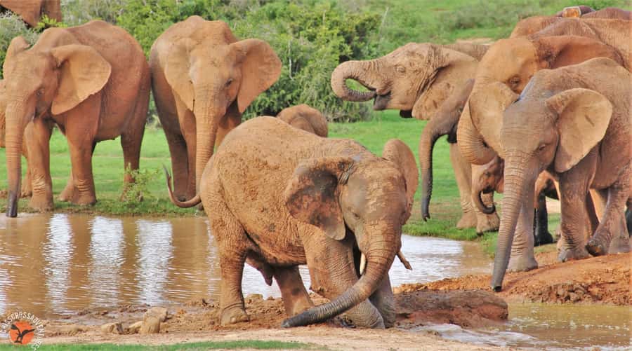 Addo National Park: Guided Half-Day Safari - The guides make the difference