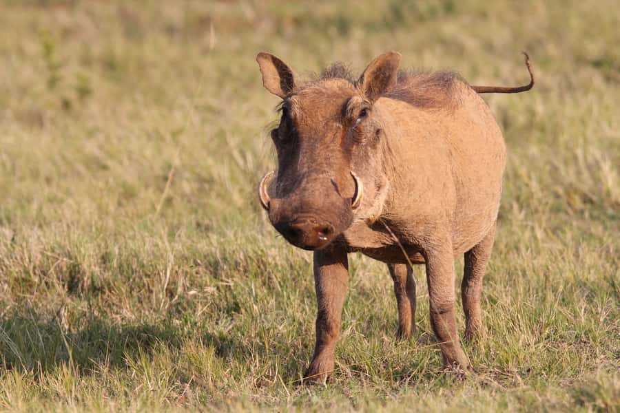 Addo National Park: Guided Half-Day Safari - What to bring and what to expect from the weather
