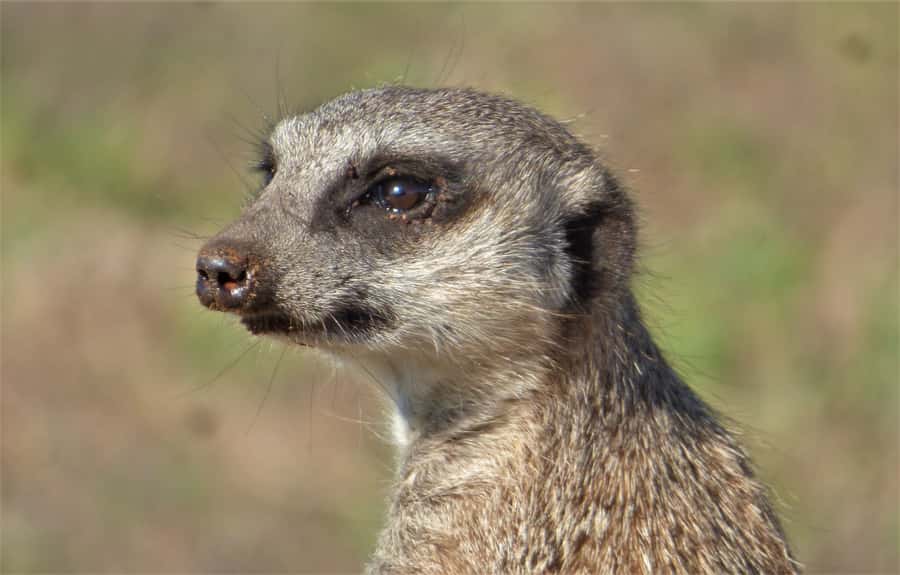 Addo National Park: Guided Half-Day Safari - Booking flexibility and group size