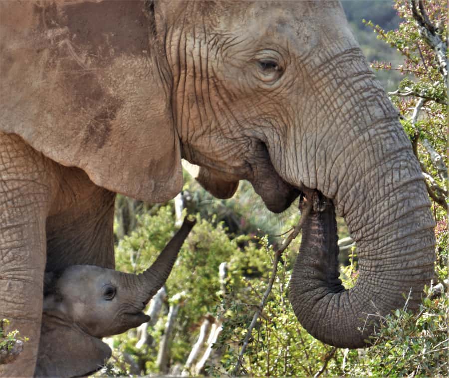 Addo National Park: Guided Half-Day Safari - Meeting in Addo village and entering Main Camp