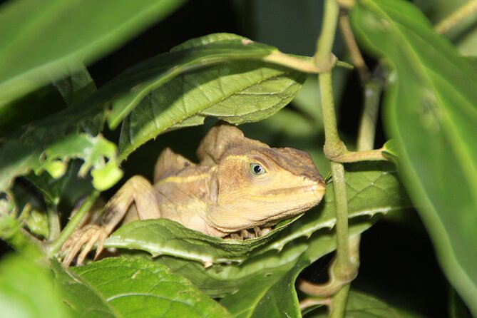 Adventure Canoe Tour in Tortuguero - Two hours among monkeys, birds, and caimans