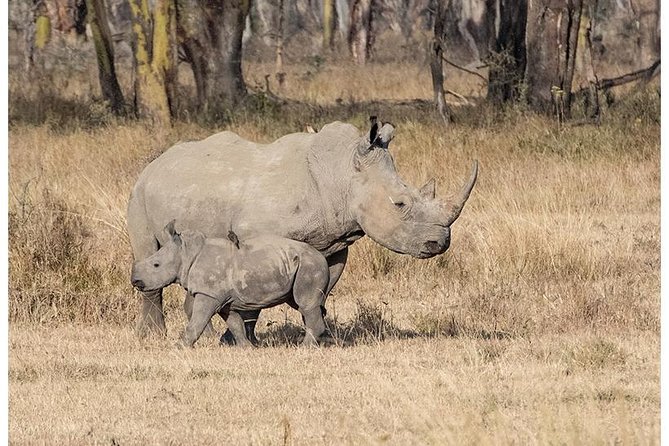 African Wildlife & Nature - 5 Kenya national parks - 6 day Jeep Safari - What this six-day Kenya safari really covers