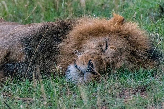 African Wildlife & Nature - 5 Kenya national parks - 6 day Jeep Safari - Day 5: A full day across Maasai Mara