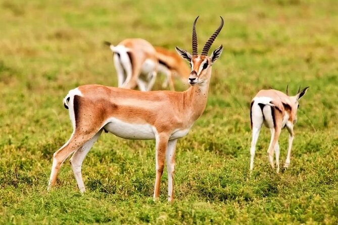Agadir National Park & 4×4 Jeep Desert Safari Tour with Lunch - At a glance