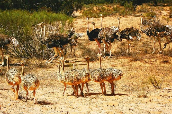 Agadir National Park & 4×4 Jeep Desert Safari Tour with Lunch - Yusuf Ibnu Tachafin dam and Anti-Atlas views