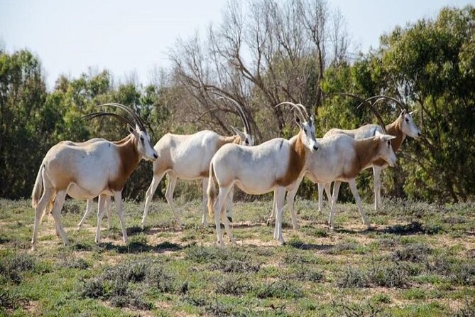 Agadir National Park & 4×4 Jeep Desert Safari Tour with Lunch - Pottery, shopping, and the final drive