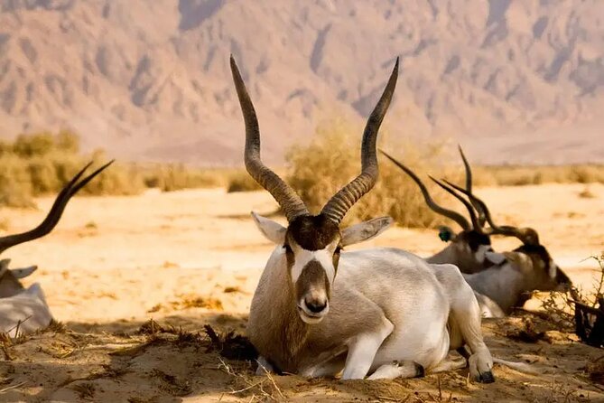 Agadir National Park & 4×4 Jeep Desert Safari Tour with Lunch - Finding wildlife in Sous-Massa National Park
